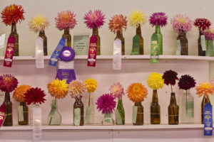 Vases of Dahlias for Judging at a Competition